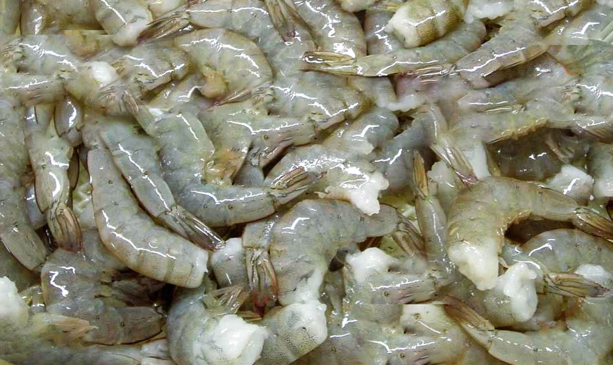 Frozen Raw HLSO  White Shrimp